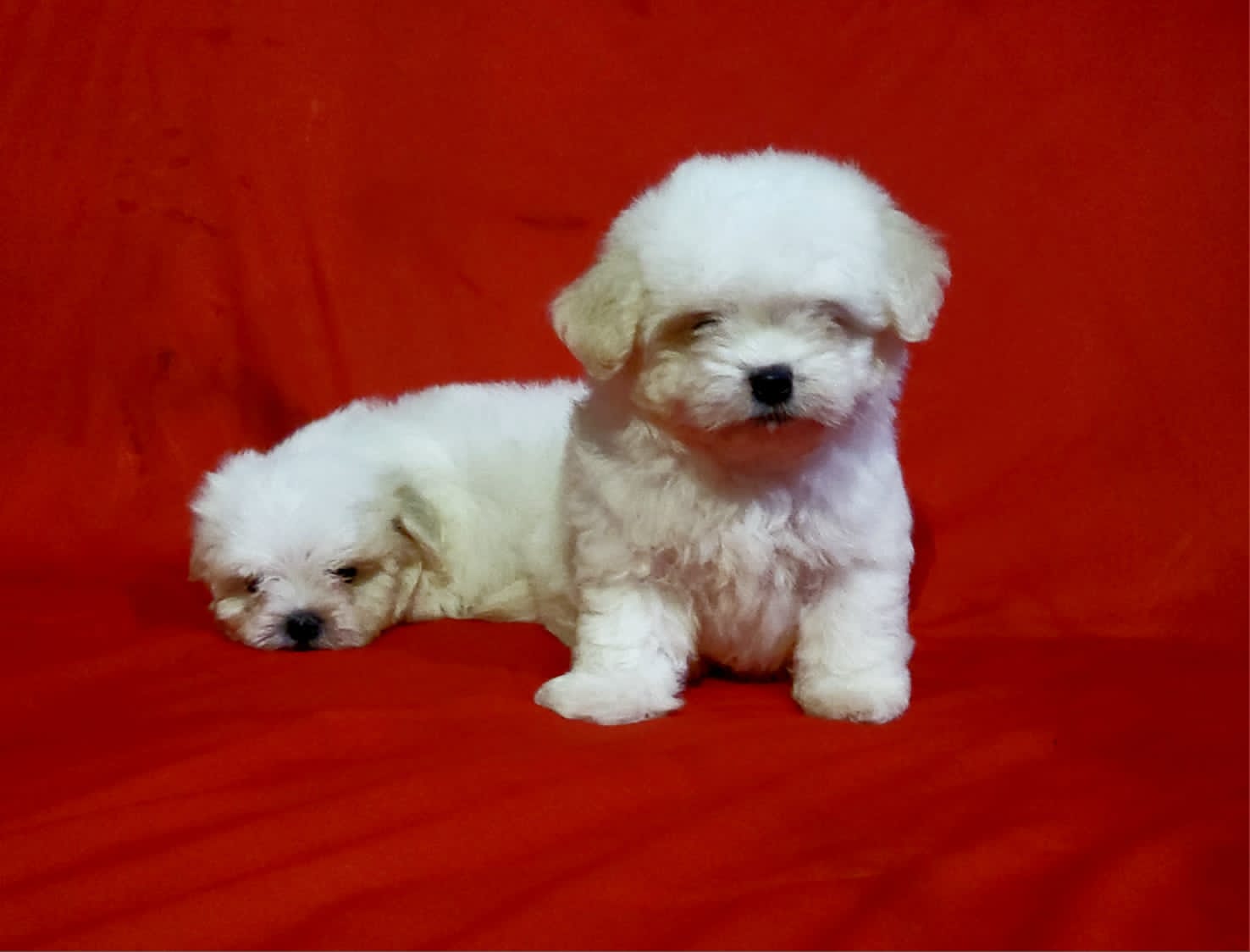Maltese